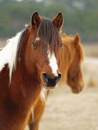 purebred brown horse close up