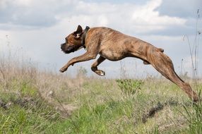 brown Dog Jumping outdoor