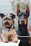 Dog Yorkshire and Terrier Doberman