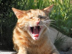 portrait of the red yawning cat