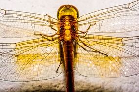 dragonfly with transparent wings