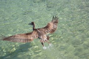 wild brown pelican flies over the sea