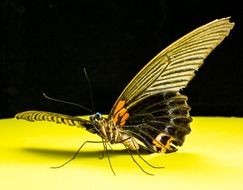 Butterfly on a yellow table