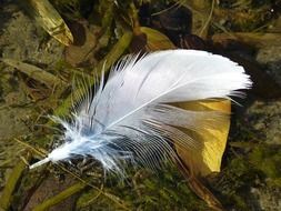 white feather of a bird on the grass