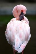 Photo of Pink Flamingo