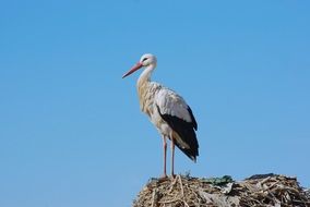 stork in the nest high on a pole