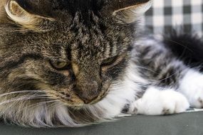 domestic norwegian forest cat close-up