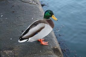 mallard on the bank