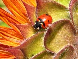 ladybug on sunflower