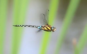 adorable and cute Dragonfly In Flight