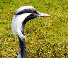 crane head on a thin neck