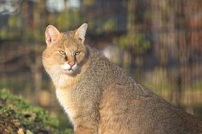 big cat of a jungle