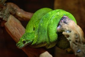green snake on a tree trunk close-up on blurred background