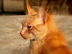 red Cat feline close portrait