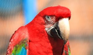 feathered red macaw