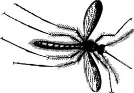 black and white graphic image of a gnat in detail