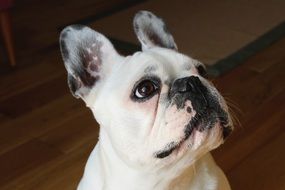 portrait of domestic french bulldog