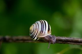 snail crawling on the branch