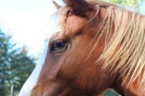 profile portrait of a german reitponny