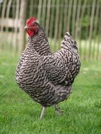 gray speckled chicken on green grass