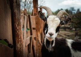 black and white goat stands near a wooden fence