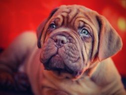 Dogue de Bordeaux puppy