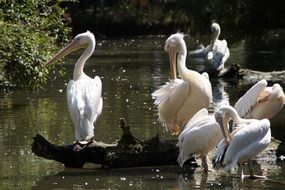 Pelicans near water