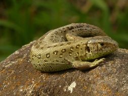 Sand Lizard