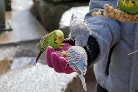 feeding of budgies