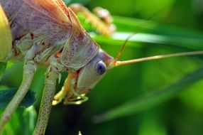 green grasshopper with long whiskers close up