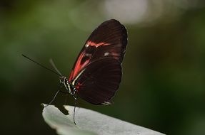 red and black butterfly in wildlife