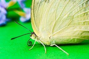 butterfly on a green table