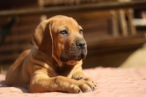 cute brown boerboel puppy