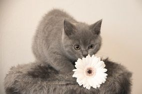 gray british kitten near white flower