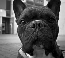 Black and white portrait of the cute and beautiful white and black French Bulldof