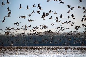 flock of wild geese in flight