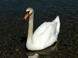 Austrian Swan on lake constance close up