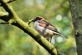 wild sparrow sitting on a branch of tree