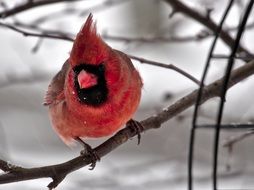 picture of the Cardinal Male Bird