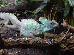 green grey lizard
