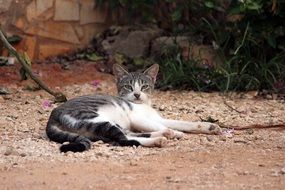 Cat Animal laying portrait