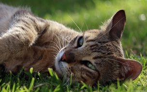 the kitten is lying on the grass