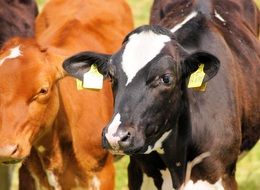 black and white and brown cows on a ranch