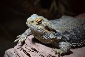 bearded dragon on stone