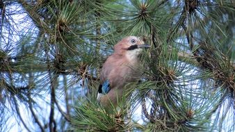 Ptica Bird