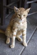 thin red cat