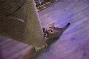 British Shorthair Cat sharp claws