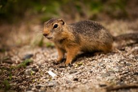 closeup picture of wild little brown rodent