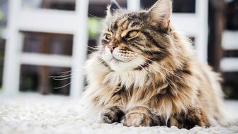 long hair persian kitten