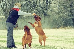 playful two french mastiffs